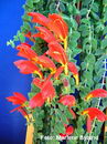 Columnea Gloriosa